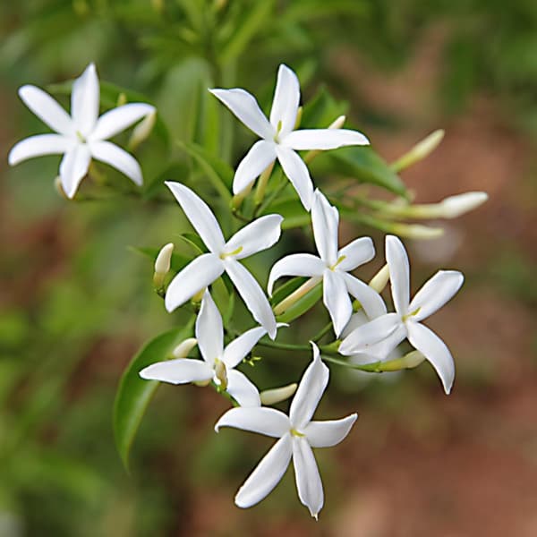 Jasmin - Jasminum polyanthum - Højde 60-70cm - ⌀17cm