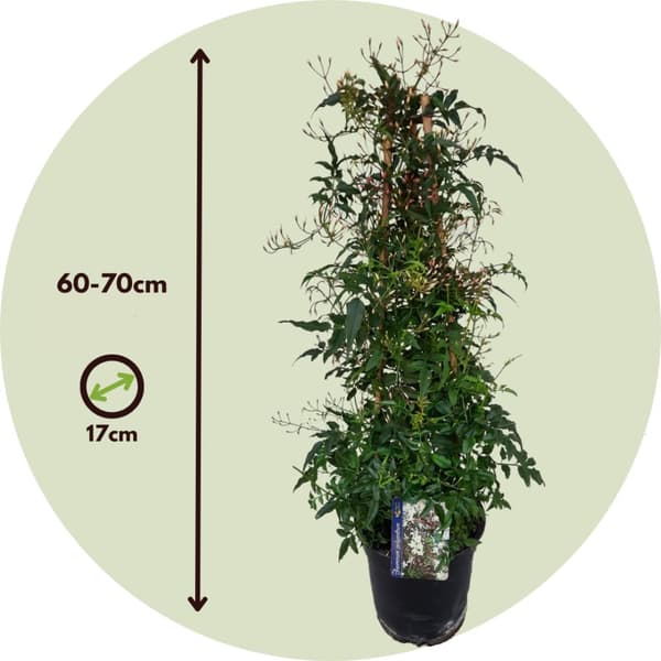 Jasmin - Jasminum polyanthum - Højde 60-70cm - ⌀17cm