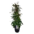 Miniatyrbillede 1 af 3: Jasmin - Jasminum polyanthum - Højde 60-70cm - ⌀17cm