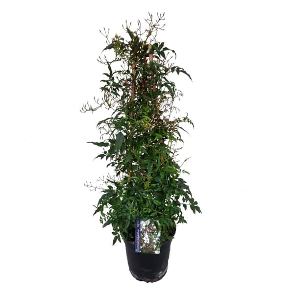 Jasmin - Jasminum polyanthum - Højde 60-70cm - ⌀17cm