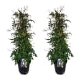 Miniatyrbillede 1 af 3: Jasmin - Sæt med 2 - Jasminum polyanthum - Højde 60-70cm - ⌀17cm