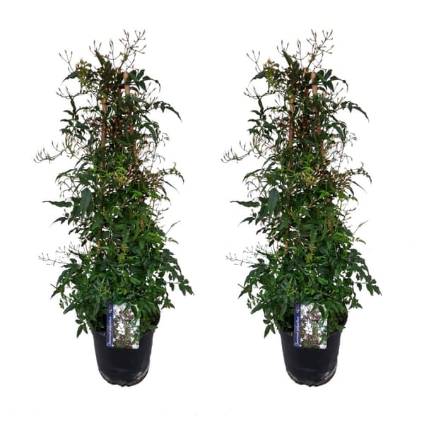 Jasmin - Sæt med 2 - Jasminum polyanthum - Højde 60-70cm - ⌀17cm