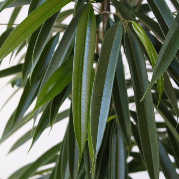 Fikus - Ficus binnendijkii - Höjd 100-110cm - ⌀21cm