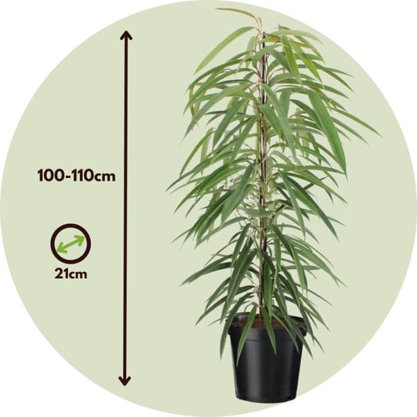 Fikus - Ficus binnendijkii - Höjd 100-110cm - ⌀21cm