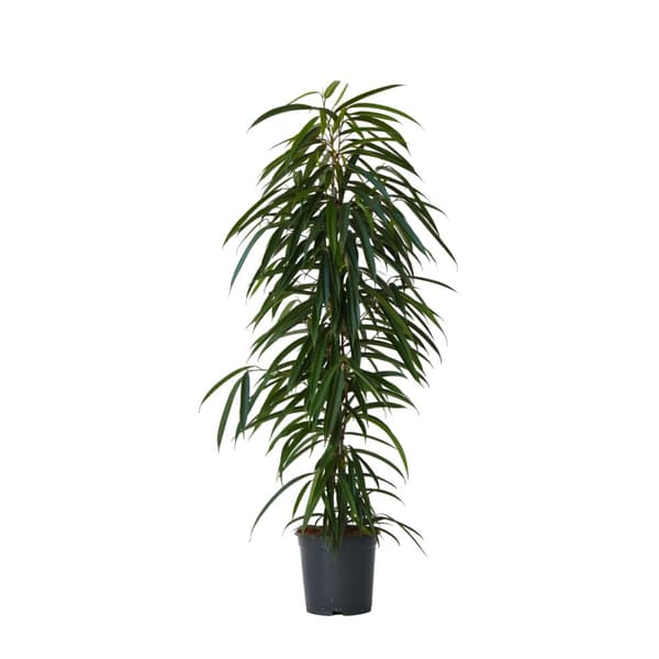 Fikus - Ficus binnendijkii - Höjd 100-110cm - ⌀21cm