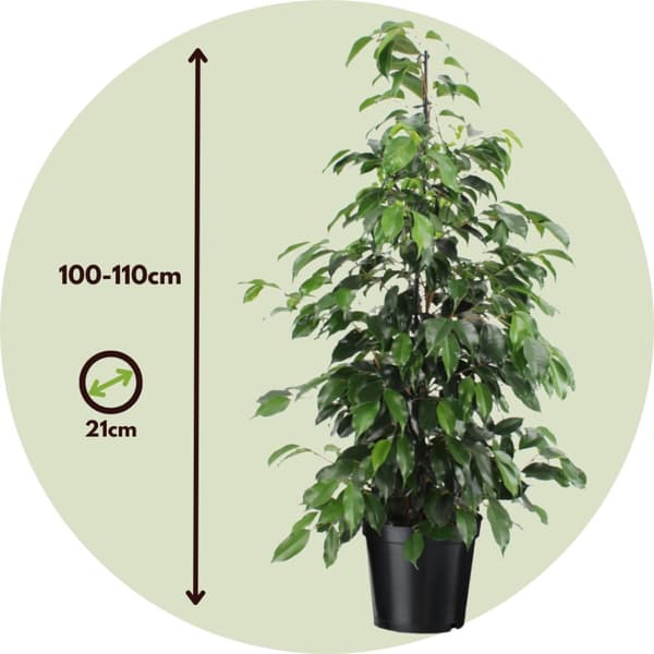 Benjaminfikus - Ficus benjamina 'Danielle' - Höjd 100-110cm - ⌀21cm