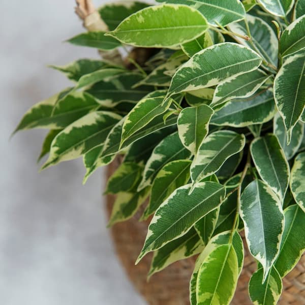 Ficus - Ficus Benjamina 'Twilight' - Højde 100-110cm - ⌀21cm