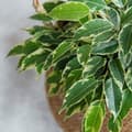 Miniatyrbillede 3 af 4: Ficus - Ficus Benjamina 'Twilight' - Højde 100-110cm - ⌀21cm