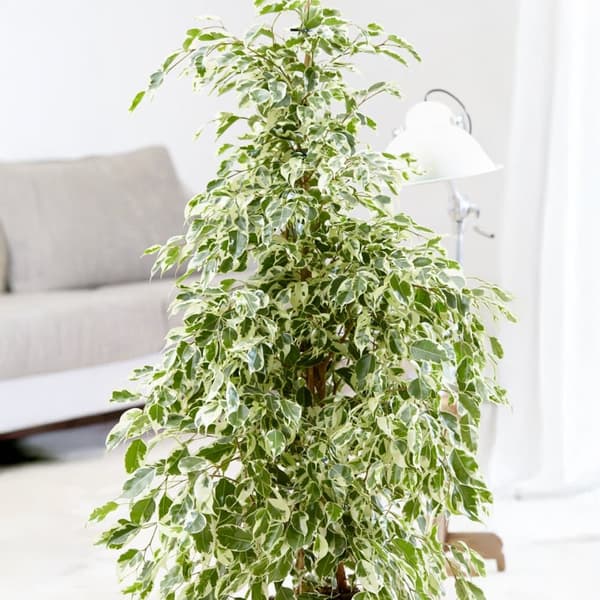 Ficus - Ficus Benjamina 'Twilight' - Højde 100-110cm - ⌀21cm