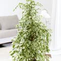 Miniatyrbillede 4 af 4: Ficus - Ficus Benjamina 'Twilight' - Højde 100-110cm - ⌀21cm