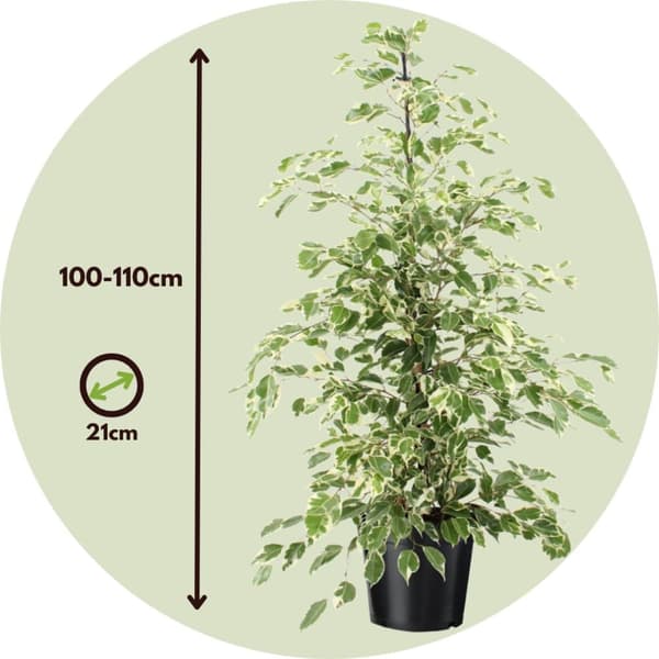 Ficus - Ficus Benjamina 'Twilight' - Højde 100-110cm - ⌀21cm