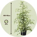 Miniatyrbillede 2 af 4: Ficus - Ficus Benjamina 'Twilight' - Højde 100-110cm - ⌀21cm