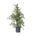 Miniatyrbillede 1 af 4: Ficus - Ficus Benjamina 'Twilight' - Højde 100-110cm - ⌀21cm
