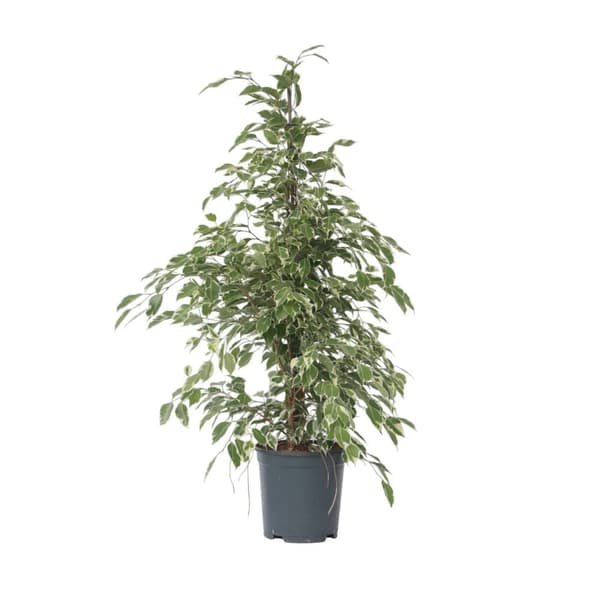 Ficus - Ficus Benjamina 'Twilight' - Højde 100-110cm - ⌀21cm