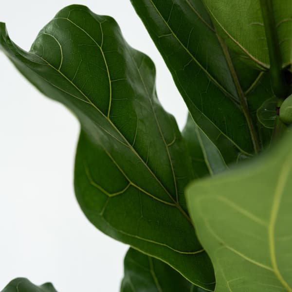 Ficus Lyrata 'Violin blad plante' - Stueplante - ø21cm - Højde 70-90cm