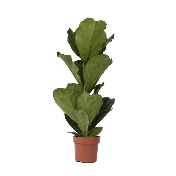 Ficus Lyrata 'Violin blad plante' - Stueplante - ø21cm - Højde 70-90cm