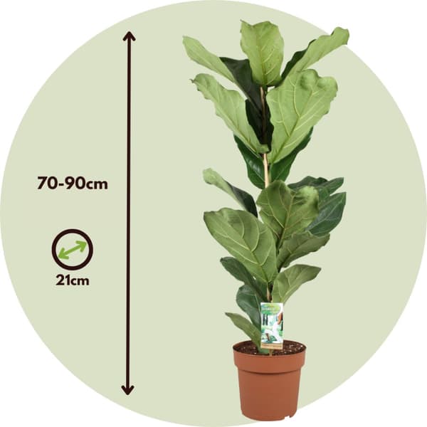 Fiolfikus - Ficus Lyrata - Set om 2 - Krukväxt - ⌀21cm - Höjd 70-90cm