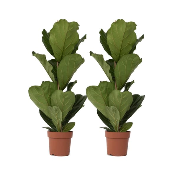 Fiolfikus - Ficus Lyrata - Set om 2 - Krukväxt - ⌀21cm - Höjd 70-90cm