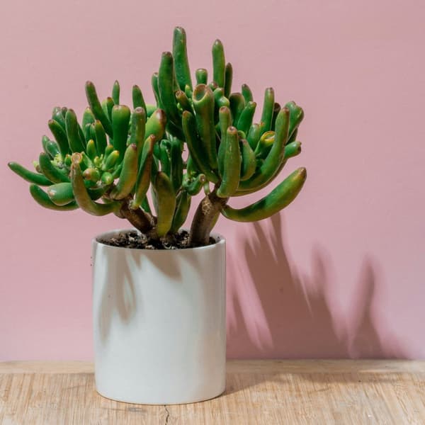 Paradisträd - Crassula ovata 'Hobbit' - Höjd 55-60cm - ⌀30cm