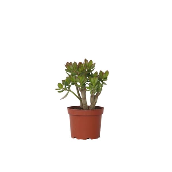 Crassula sukkulent plante - Crassula ovata 'Minor' - Højde 30-35cm ...
