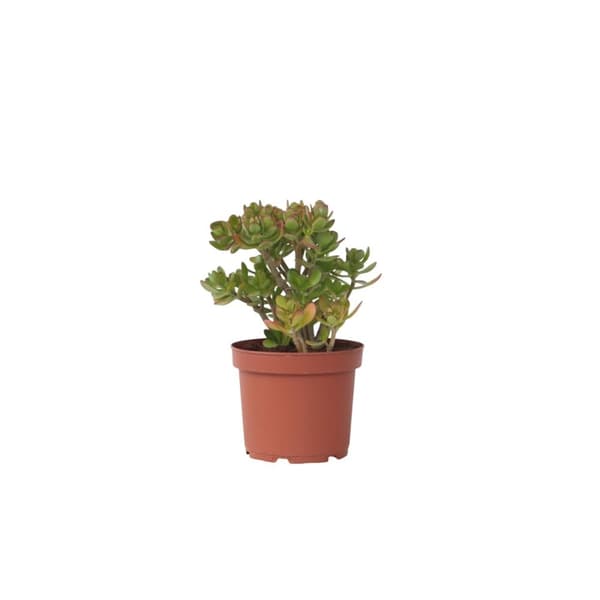 Crassula sukkulent plante - Crassula ovata 'Minor' - Højde 45-50cm - ⌀23cm