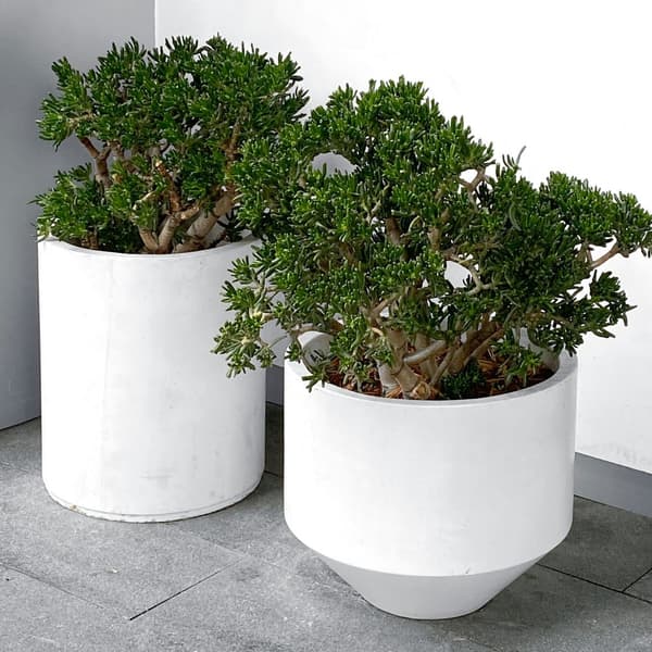 Crassula sukkulent plante - Crassula ovata 'Minor' - Højde 60-65cm - ⌀30cm