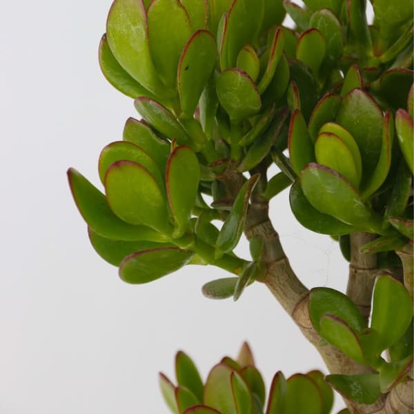 Crassula sukkulent plante - Crassula ovata 'Minor' - Højde 60-65cm - ⌀30cm
