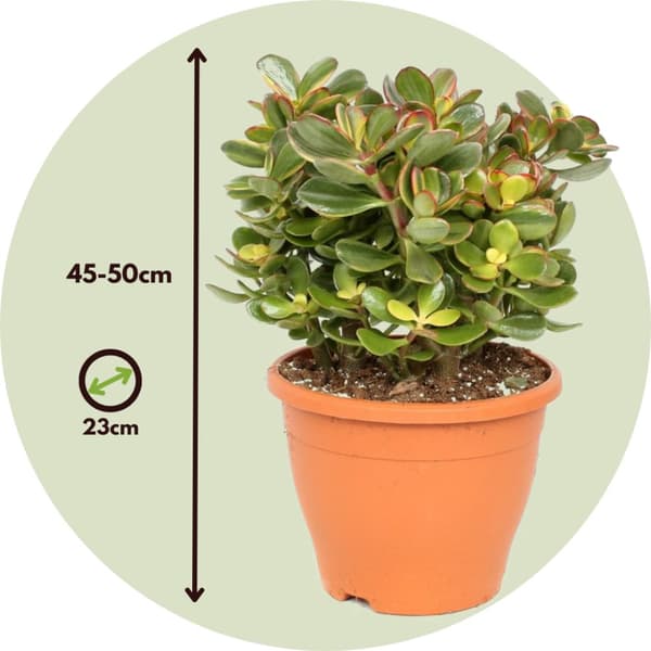 Crassula sukkulent plante - Crassula ovata 'Sunset' - Højde 45-50cm - ⌀23cm