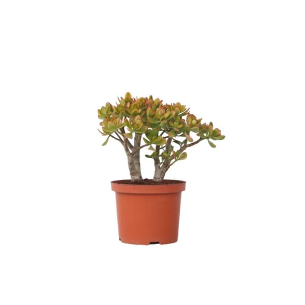 Paradisträd - Crassula ovata 'Sunset' - Höjd 45-50cm - ⌀23cm