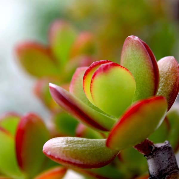 Paradisträd - Crassula ovata 'Sunset' - Höjd 55-60cm - ⌀30cm