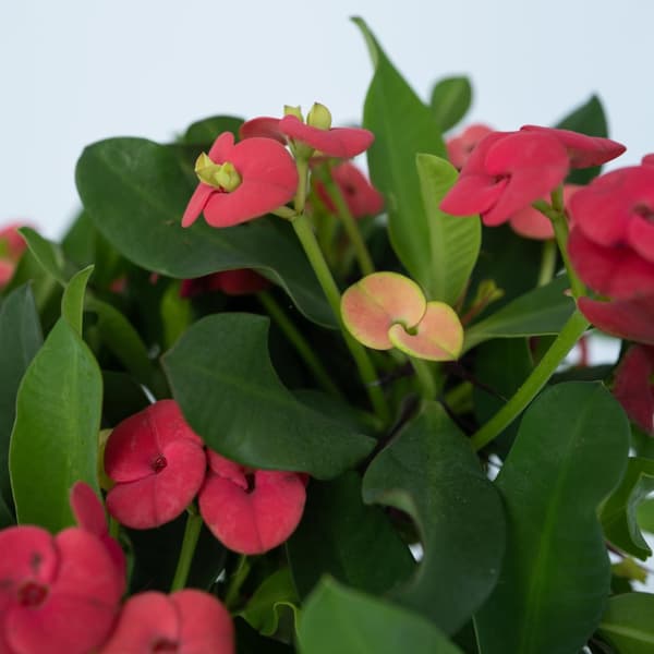 Kristi tornekrone - Euphorbia 'Milii' - Højde 25-35cm - ⌀13cm