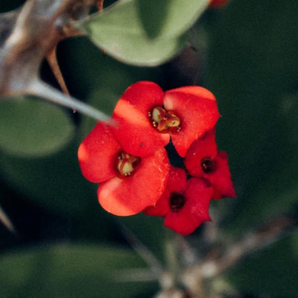Kristi tornekrone - Euphorbia 'Milii' - Højde 25-35cm - ⌀13cm