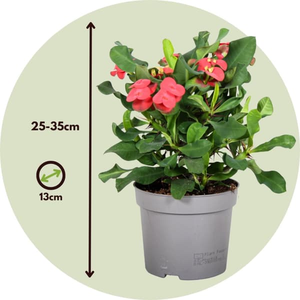 Kristi tornekrone - Set om 2 - Euphorbia 'Milii' - Höjd 25-35cm - ⌀13cm