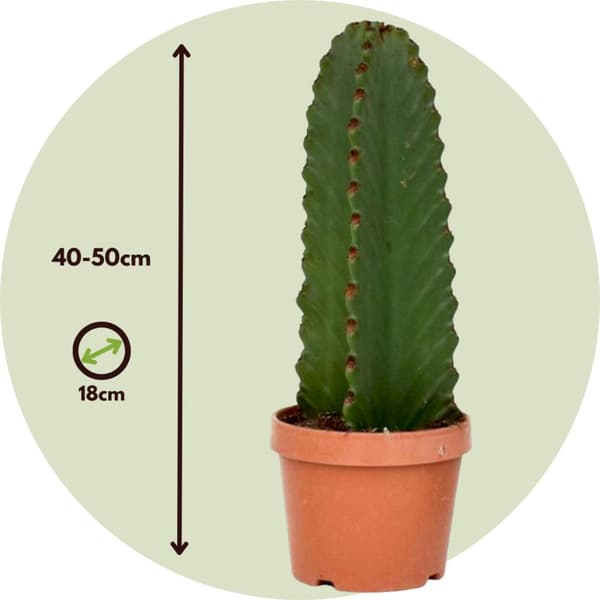 Kandelabertræ - Sæt med 2 - Euphorbia ingens - Højde 40-50cm - ⌀18cm