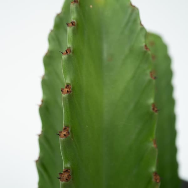 Kaktuseuforbia - Euphorbia ingens - Höjd 85-95cm - ⌀24cm