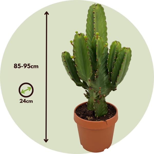 Kaktuseuforbia - Euphorbia ingens - Höjd 85-95cm - ⌀24cm