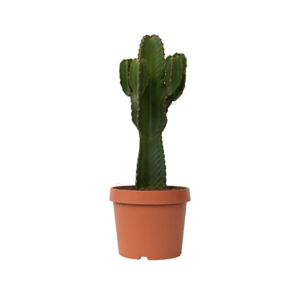 Kandelabertræ - Euphorbia ingens - Højde 85-95cm - ⌀24cm