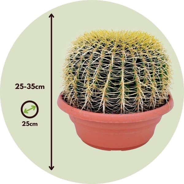 Ringkaktus - Echinocactus grusonii - Höjd 25-35cm - ⌀25cm
