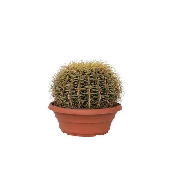 Guldkugle - Echinocactus grusonii - Højde 25-35cm - ⌀25cm