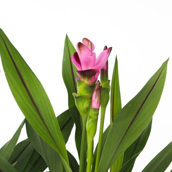 Siam tulpan - Set om 2 - Curcuma 'Siam Splash' - Höjd 40-60cm - ⌀13cm