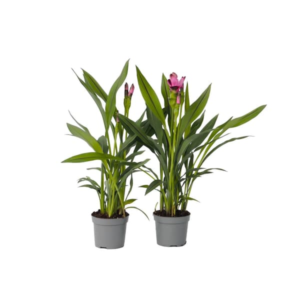 Siam tulpan - Set om 2 - Curcuma 'Siam Splash' - Höjd 40-60cm - ⌀13cm