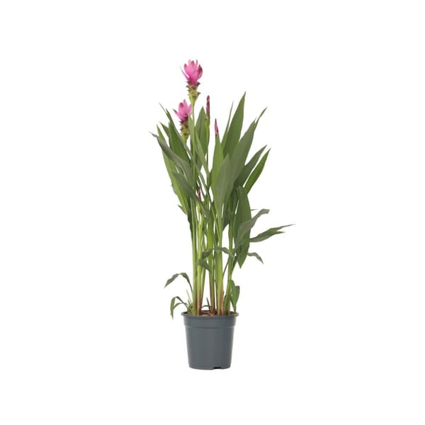 Siam tulpan - Curcuma alismatifolia 'Siam Supreme' - Höjd 70-90cm - ⌀19cm