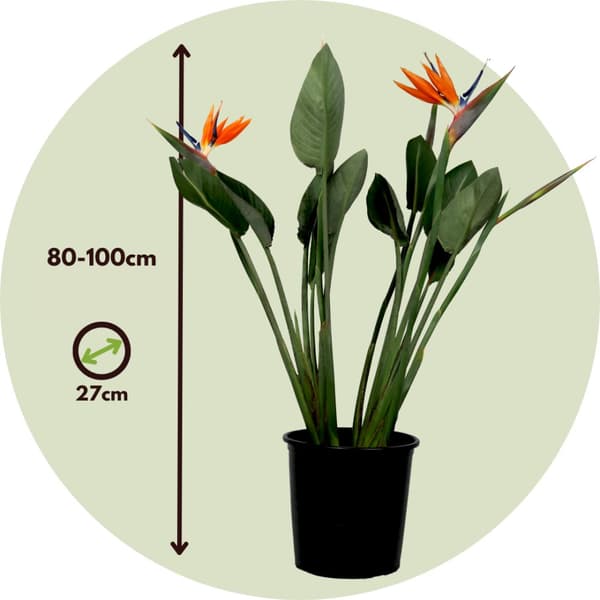 Papegojblomma - Strelitzia reginea - Höjd 80-100cm - ⌀27cm
