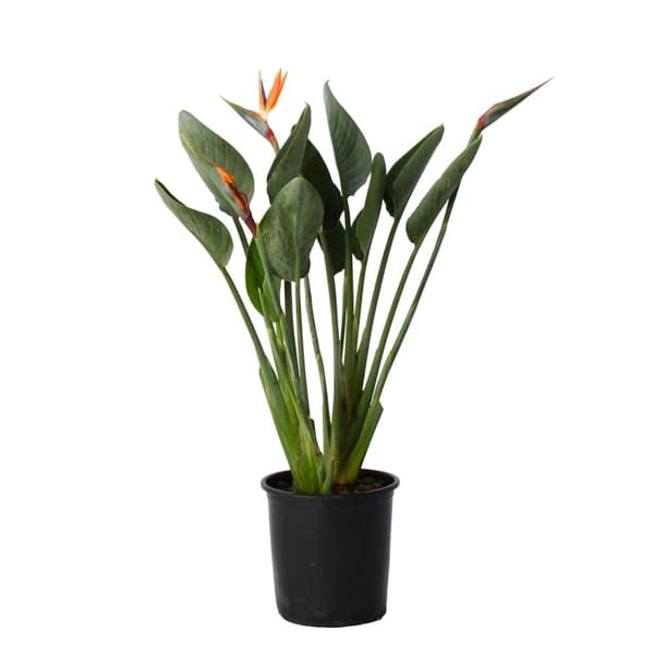 Papegojblomma - Strelitzia reginea - Höjd 80-100cm - ⌀27cm