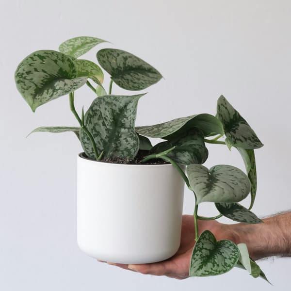 Epipremnum Mix - Sæt med 3 - Philodendron, Epipremnum - Højde 25-40cm - ⌀12cm