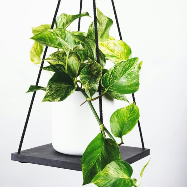 Epipremnum Mix - Sæt med 3 - Philodendron, Epipremnum - Højde 25-40cm - ⌀12cm