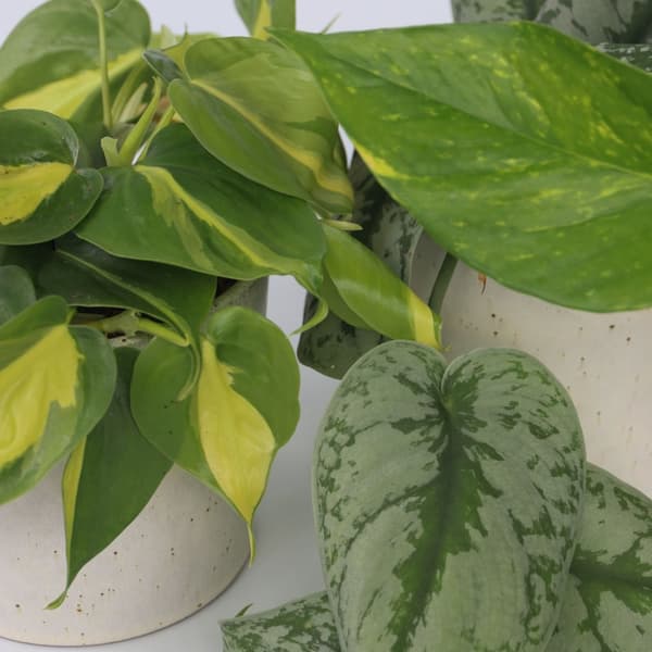 Epipremnum Mix - Sæt med 3 - Philodendron, Epipremnum - Højde 25-40cm - ⌀12cm