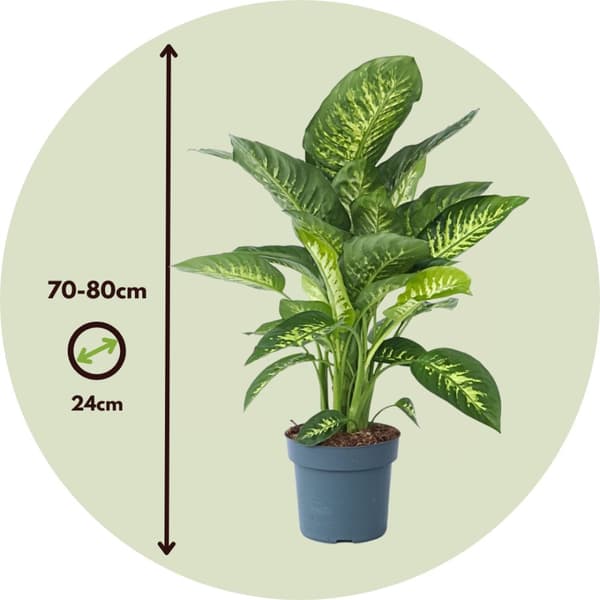 Prickblad - Dieffenbachia 'Tropic' - Höjd 70-80cm - ⌀24cm