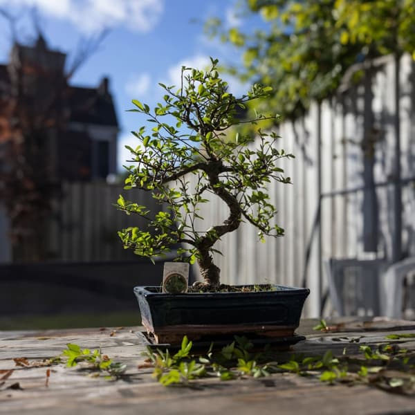 Bonsai træ - Carmona microphylla - Højde 25-30cm - ⌀20cm