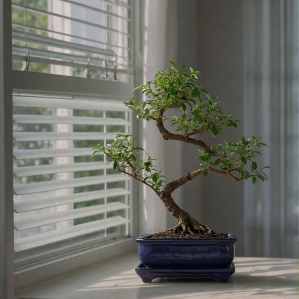 Bonsai træ - Carmona microphylla - Højde 25-30cm - ⌀20cm